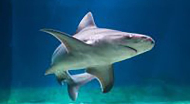 Squalo © Happyticket.it