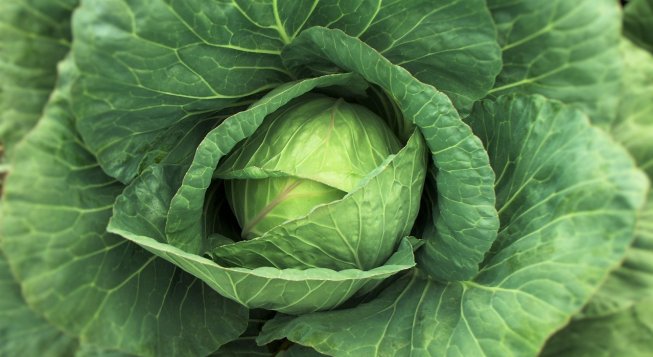 Cavoli ©Jcesar2015 - Pixabay