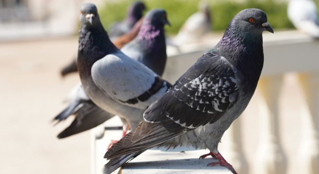 Piccioni ©Wirestock Pixabay