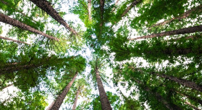 Alberi © Unsplash / Arnaud Mesureur