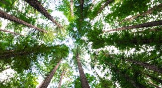 Gli unici alberi più alti della Terra, di Ivan Vyrypaev