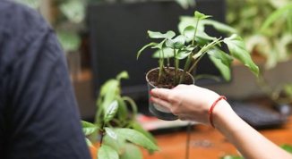 Botanical Groove al Bunker