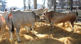 Carmagnola celebra le eccellenze piemontesi tra la Fiera del Bovino, la Giora e il Porro Lungo Dolce