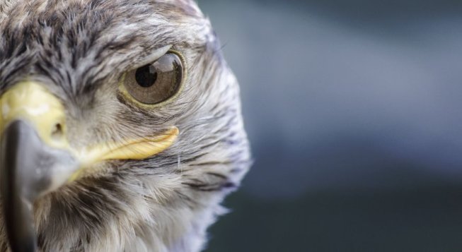 Aquila