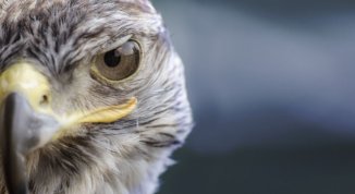 Il veleno dopo lo sparo: il piombo nella caccia avvelena gli uccelli, l’ambiente e l’uomo, mostra