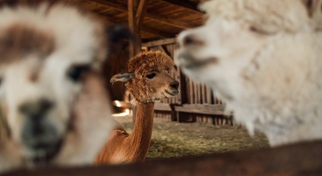 Alpaca ©kasjanf - Pixabay