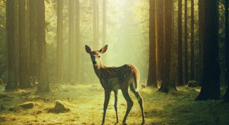 Festival CinemAmbiente 2026 a Torino: date, bandi e il programma Junior per le scuole