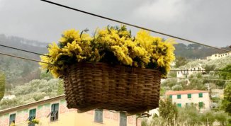 Sagra della Mimosa a Pieve Ligure 2026: il programma tra sfilata e Settimana in Giallo