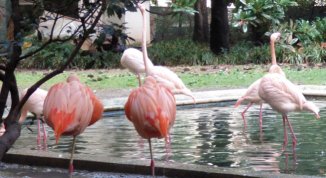 Riccardo Stucchi presenta il libro Cortili e palazzi milanesi