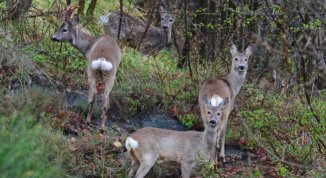La Foresta della Deiva nel silenzio dell'inverno