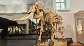 Museo Scienze Naturali Torino: piano riqualificazione 2026 da 4 milioni