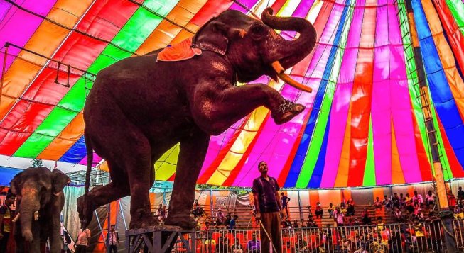 Circo con animali ©Ehsanul Siddiq Aranya/wikimedia.org