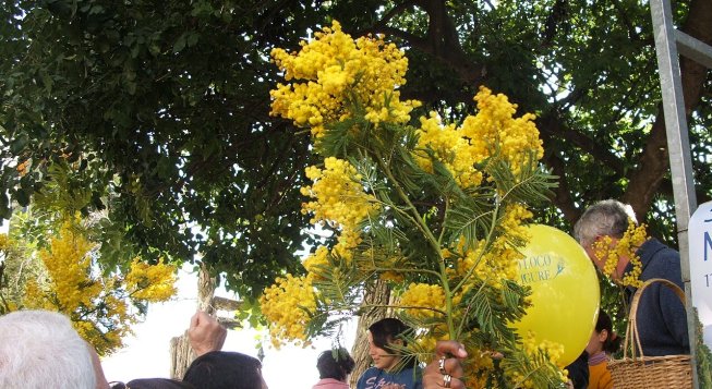 Sagra della mimosa di Pieve Ligure © Twice25 & Rinina25/commons.wikimedia.org