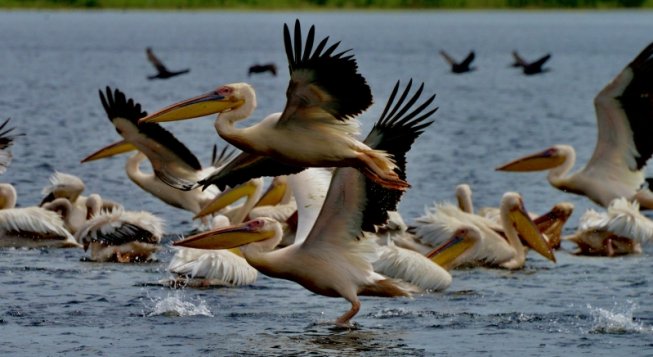 Delta del Danubio ©Marino Carmelo