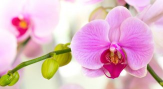 OrchiDay 2026: il fascino delle orchidee torna a fiorire a Peraga