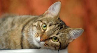 immagine notizia Mentelocale web Torino