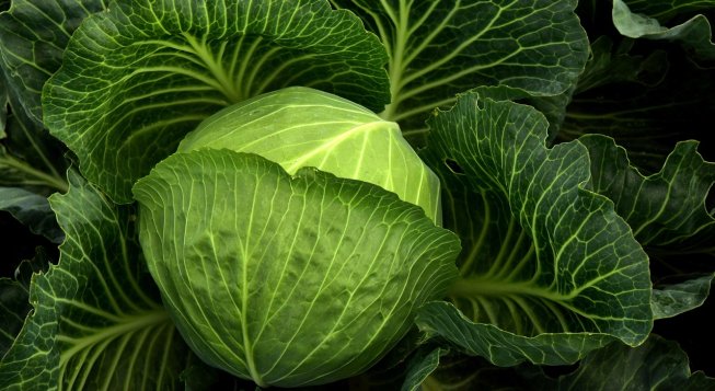 Cavolo ©Ulleo - Pixabay