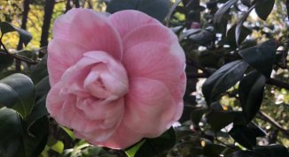 Villa Pallavicini: visite guidate al camelieto storico più grande d'Italia