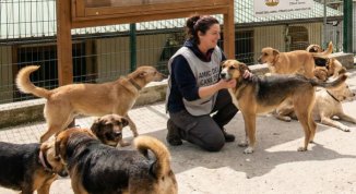Canile Monte Gazzo: la gara di solidarietà dopo i danni provocati da un vandalo