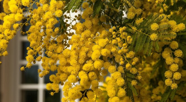 La mimosa © Jacqueline Macou/Pixabay