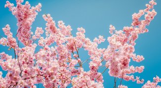 Hanami a Roma 2026: dove ammirare la fioritura dei ciliegi giapponesi, dall'Orto Botanico al laghetto dell'Eur