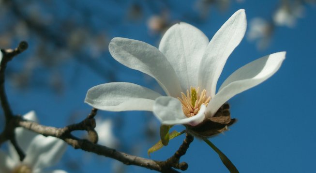 Magnolia © Takemaru Hirai / Unsplash