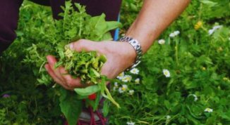 Le erbe commestibili del Condotto, passeggiata con raccolta di erbette agli 'Orti di Staglieno'