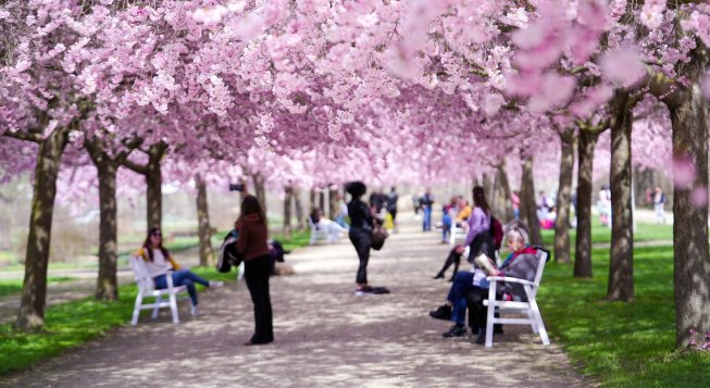All’ombra dei ciliegi in fiore 2026 alla Reggia di Venaria Reale