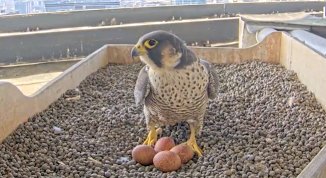 immagine notizia Mentelocale web Milano