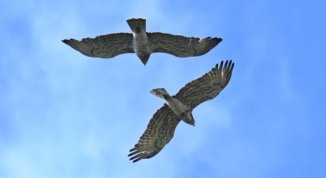 Biancone Day 2026 nel Beigua: la migrazione dei rapaci tra escursione e osservazioni