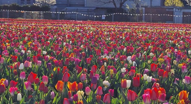 Tulipani Italiani