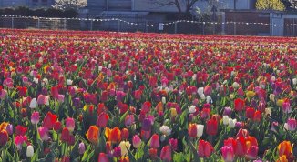 Tulipani Italiani 2026, campo fiorito ad Arese