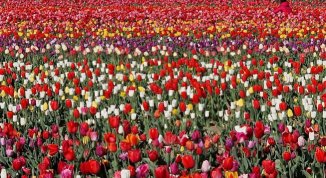Tulipani Italiani 2026, campo fiorito a Grugliasco