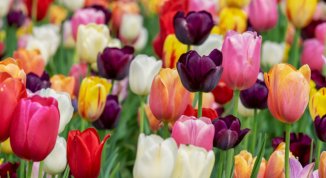 immagine notizia Mentelocale web Torino