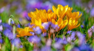 Cogoleto in Fiore 2026 con mostra mercato di piante e fiori, artisti e incontri