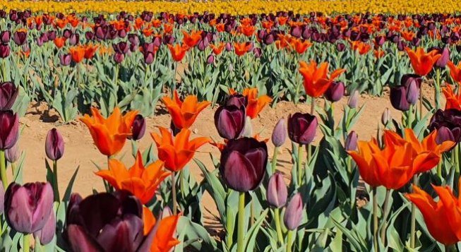 Tulipani Italiani