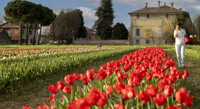 Tulipani a Groppello