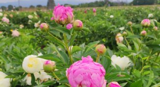 Tulipania 2026: campo delle peonie a Terno d'Isola