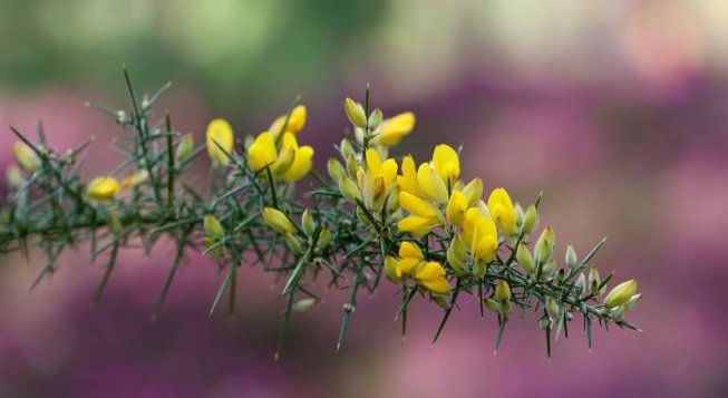 ©Nennieinszweidrei - Pixabay