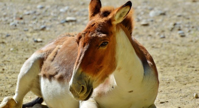 ©Ralphs_Fotos - Pixabay