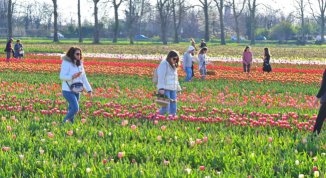 Weekend del 20 e 21 marzo a Milano, cosa fare? Tulipani, Giornate Fai, Book Pride, feste di primavera ed eventi da non perdere