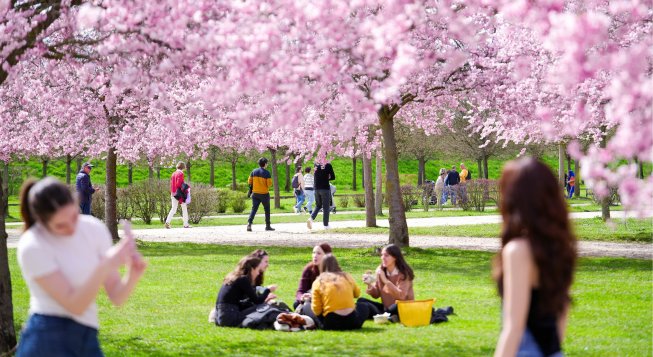 Ciliegi in fiore alla Venaria Reale © Michele D'Ottavio