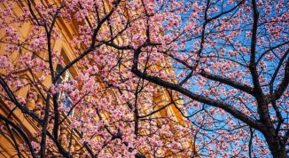 Primavera a Genova 2026: cosa fare, eventi e dove andare. La nostra guida tra fiere e fioriture