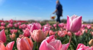 Shirin Tulipani 2026, campo you-pick a Ornago