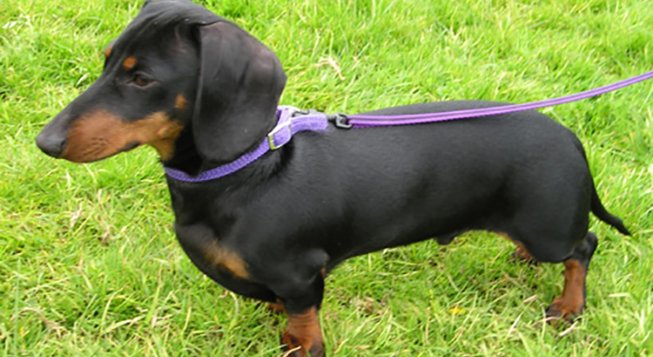 Bassotto - wikipedia.org