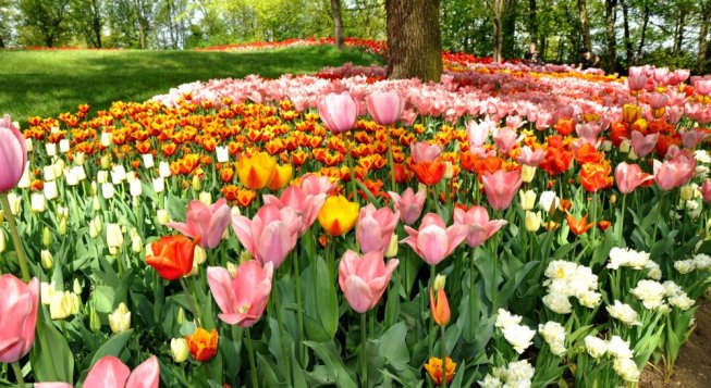 Messer Tulipano