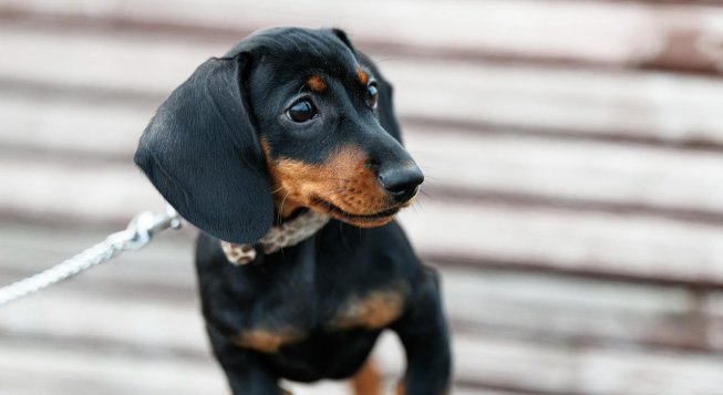 Bassotto © Alexander Popadin / Pexels