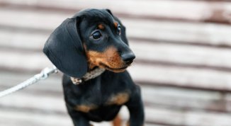 Sausage Walk Torino 2026, passeggiata dei bassotti