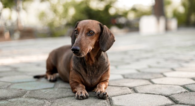 Bassotto © mithulvarshan / pexels