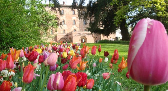 Messer Tulipano